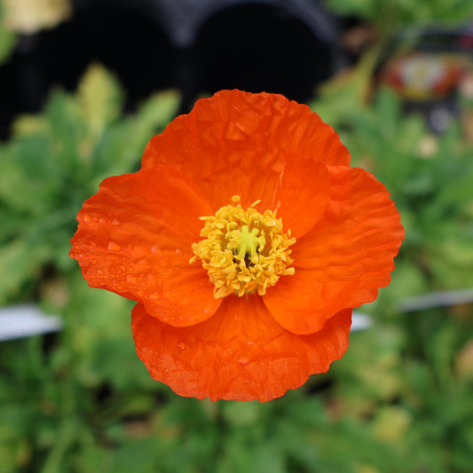 Poppy, Iceland 'Garden Gnome'