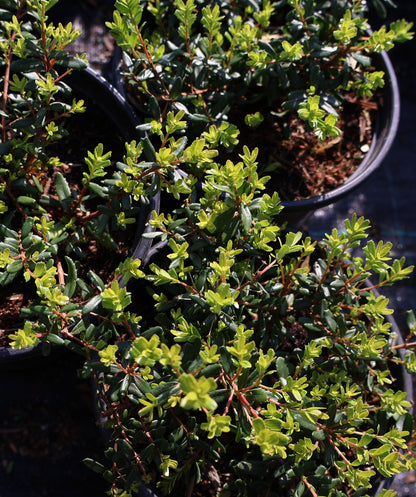 Cliff Green