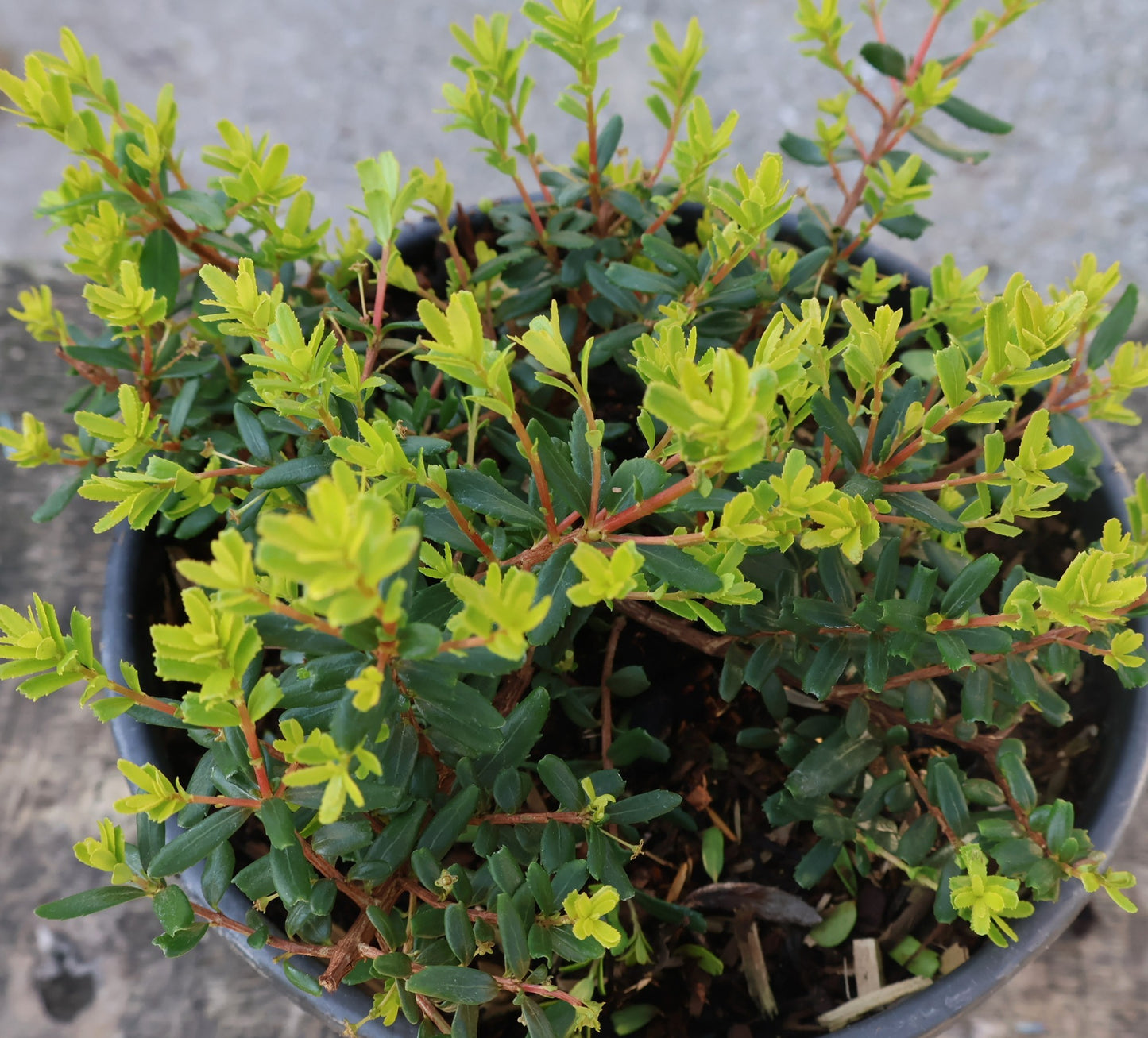 Cliff Green
