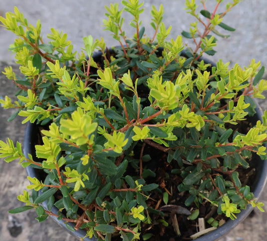 Cliff Green