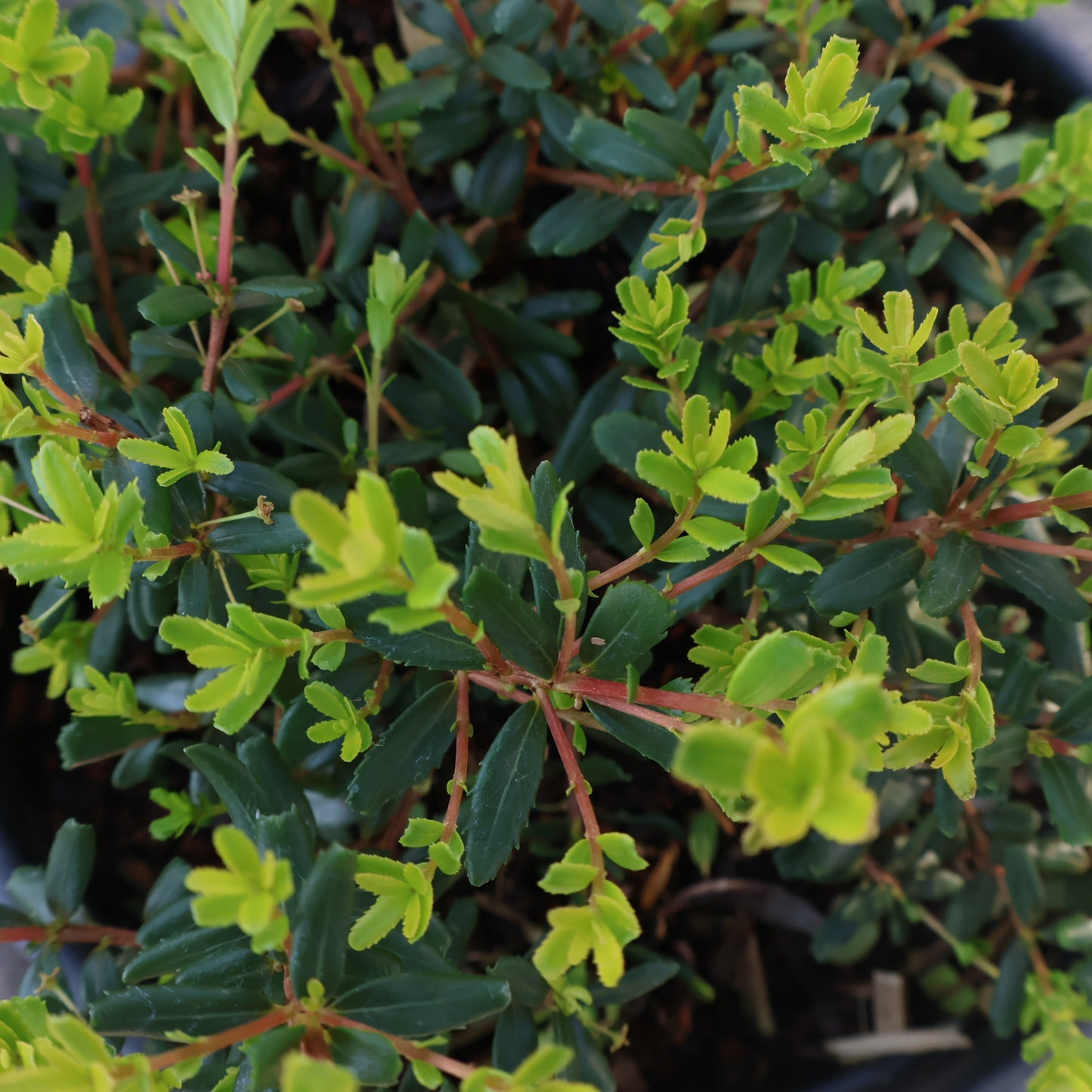 Cliff Green