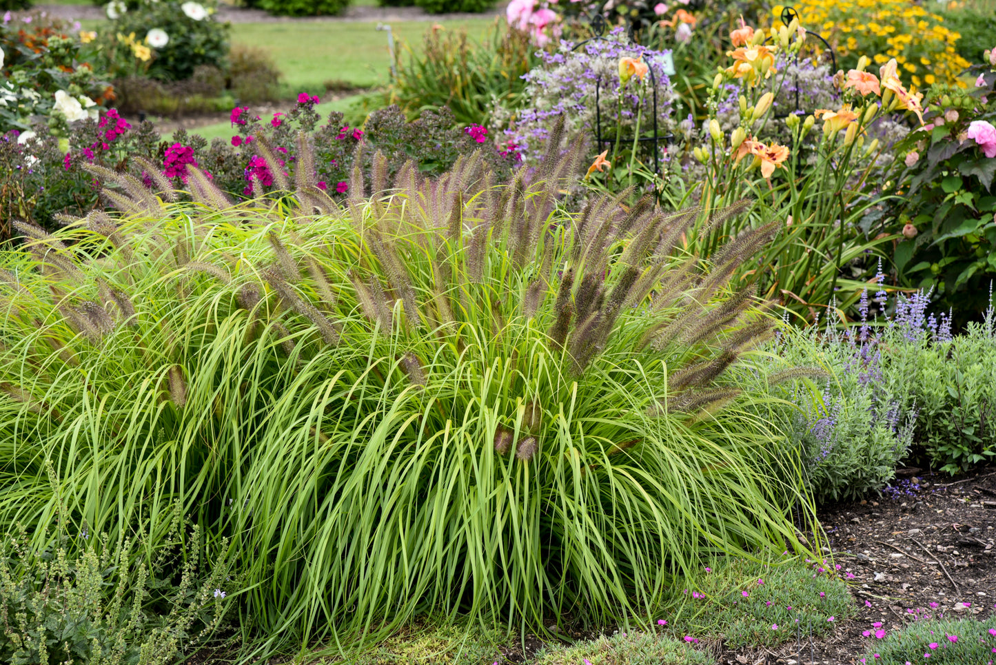 Grasses, Fountain 'Lemon Squeeze' PW