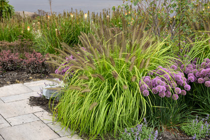 Grasses, Fountain 'Lemon Squeeze' PW