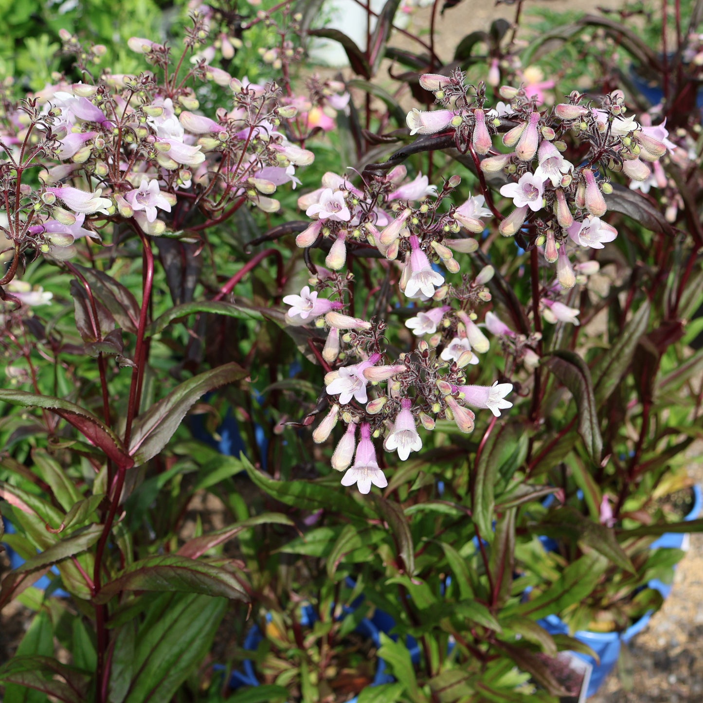Beardtongue 'Dark Towers'