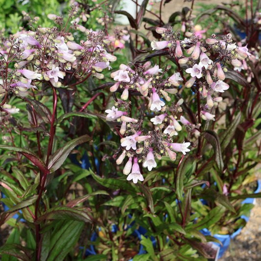 Beardtongue 'Dark Towers'