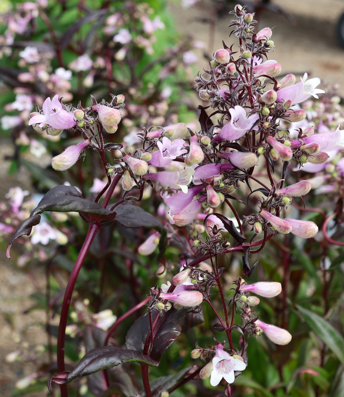 Beardtongue 'Dark Towers'