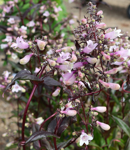 Beardtongue 'Dark Towers'