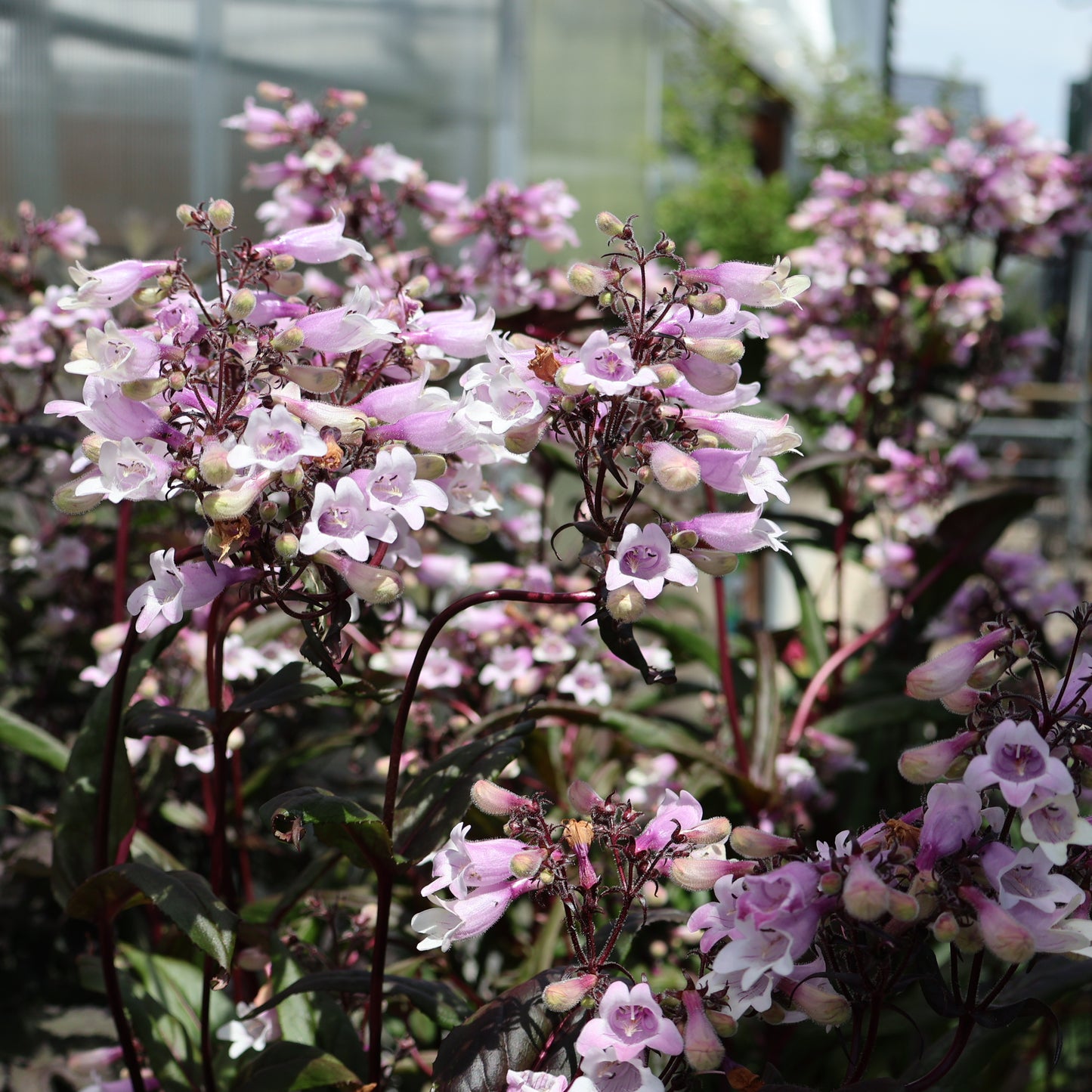 Beardtongue 'Dark Towers'