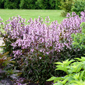 Beardtongue 'Midnight Masquerade' PW