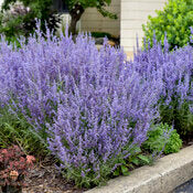 Russian Sage 'Denim n Lace' PW