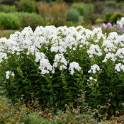 Phlox 'Backlight' PW