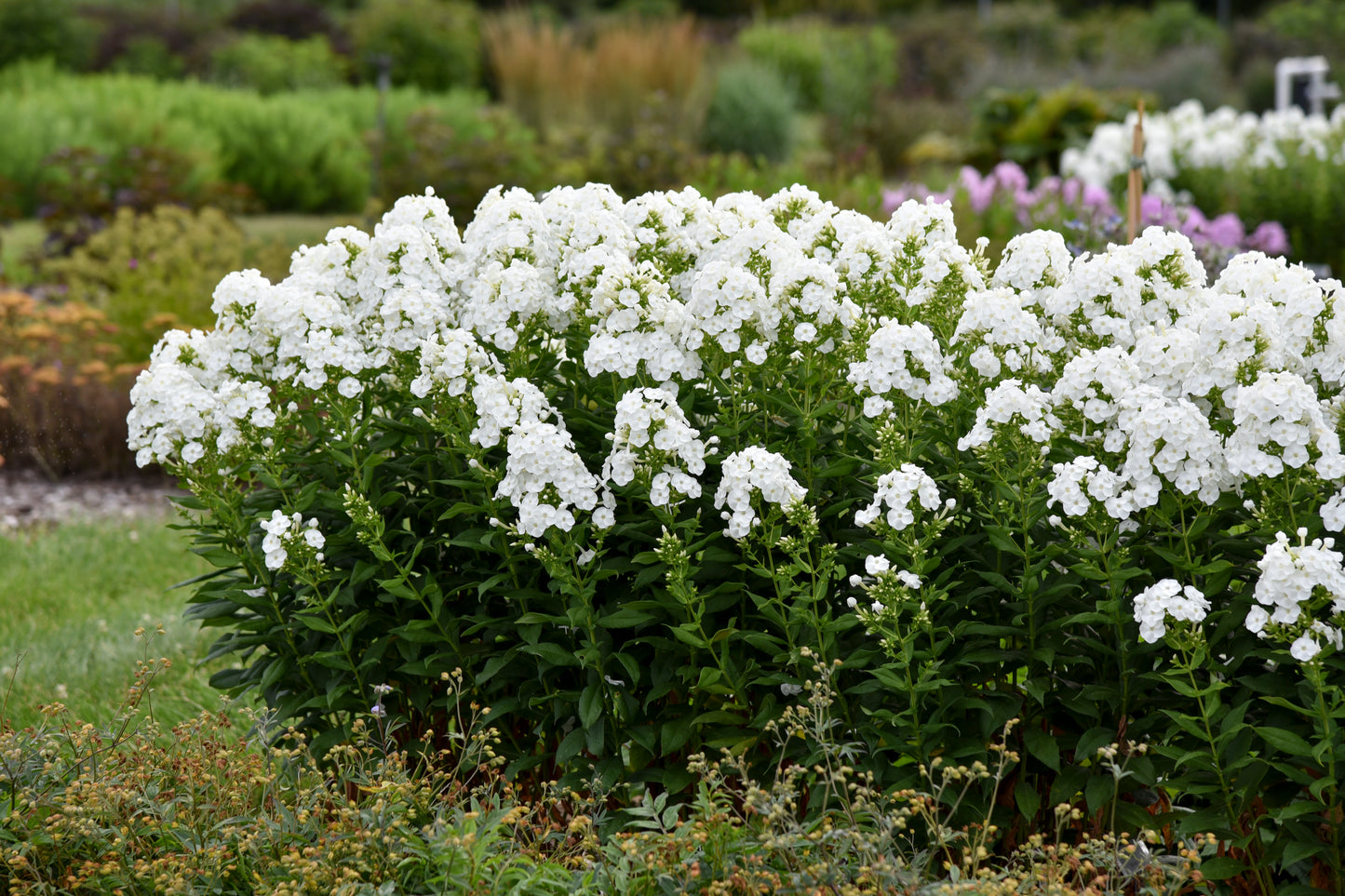 Phlox 'Backlight' PW