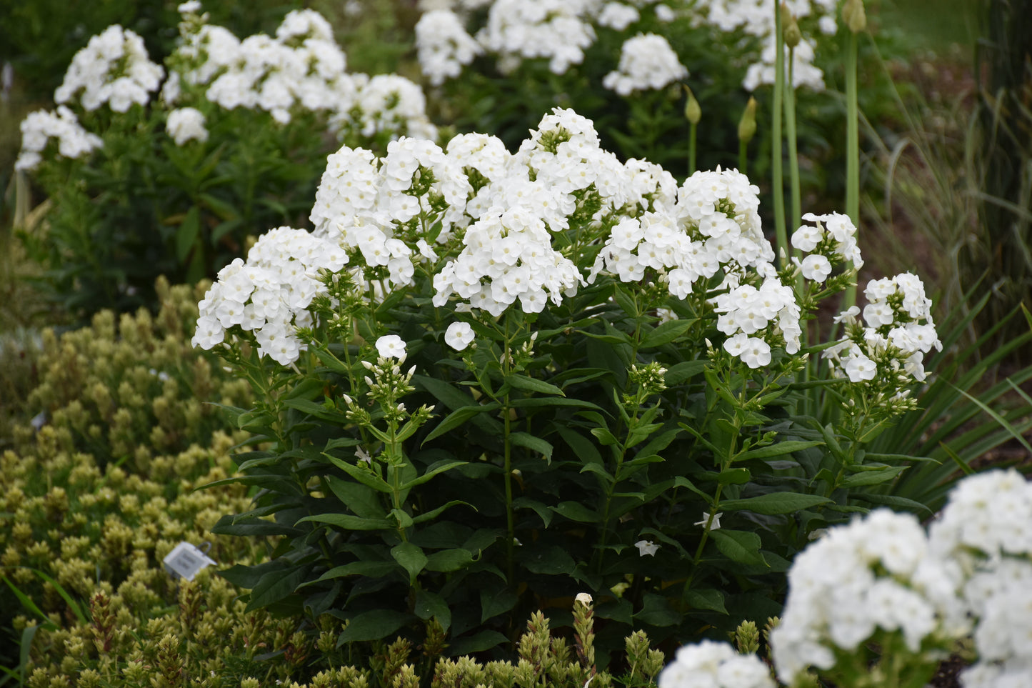 Phlox 'Backlight' PW