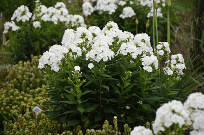 Phlox 'Backlight' PW