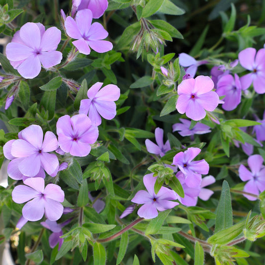 Phlox, Mounding 'Candy Cloud Lavender'
