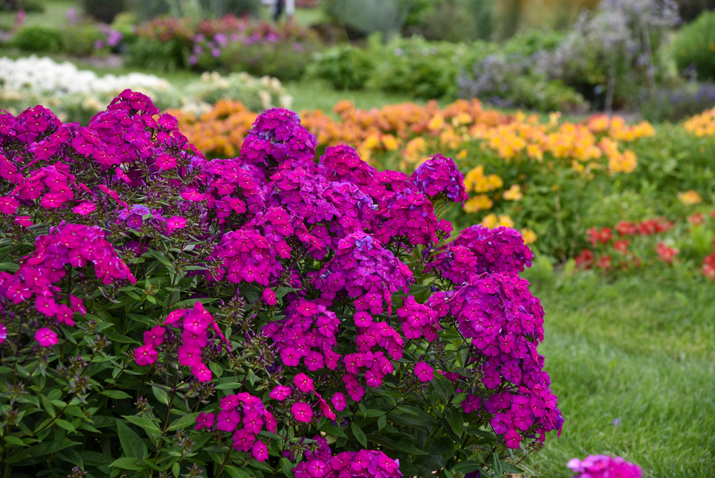 Phlox 'Luminary Ultraviolet' PW