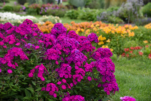 Phlox 'Luminary Ultraviolet' PW