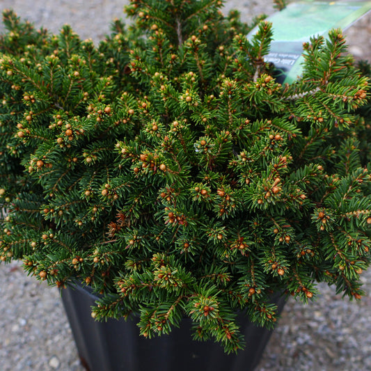 Spruce 'Little Gem'
