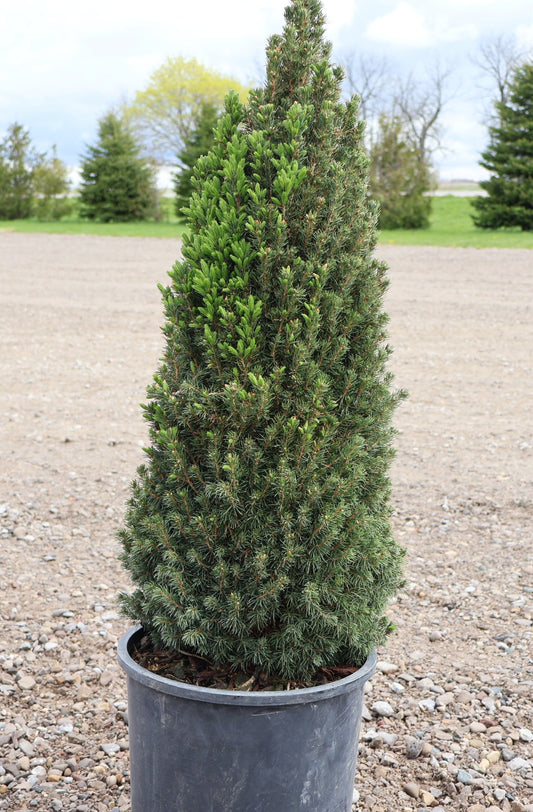 Spruce, Alberta Dwarf 'Jean's Dilly'