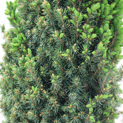 Spruce, Alberta Dwarf 'Jean's Dilly'