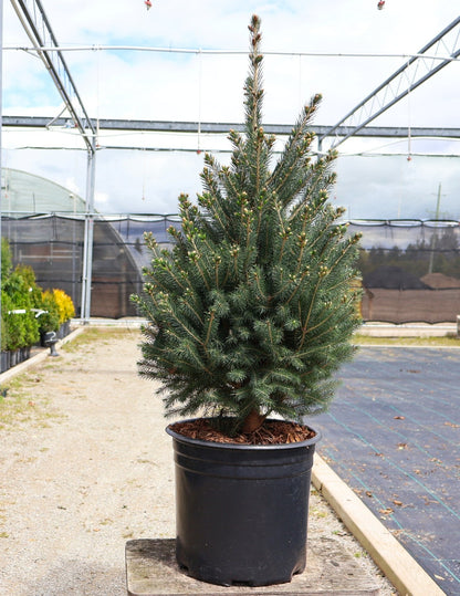 Spruce, White 'Montrose Charm'