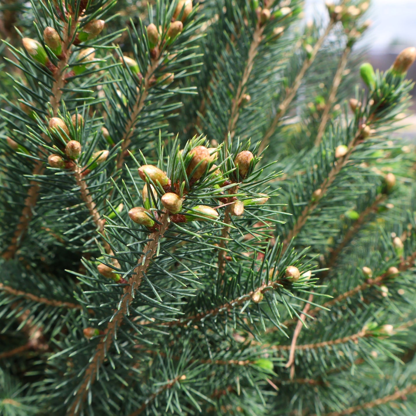 Spruce, White 'Montrose Charm'