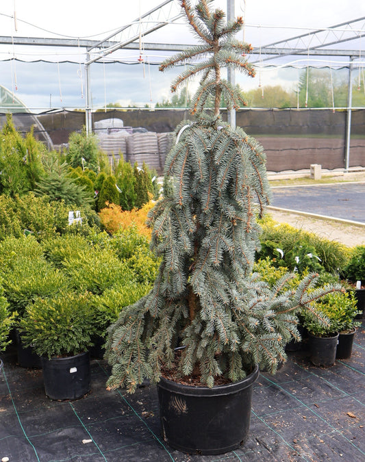 Spruce, Blue Weeping 'Slenderina'