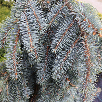 Spruce, Blue Weeping 'Slenderina'