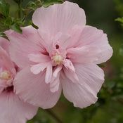 Rose of Sharon Tree Form 'Pink Chiffon' PW 7G