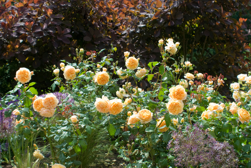 Rose, David Austin, Climbing 'Crown Princess Margareta'