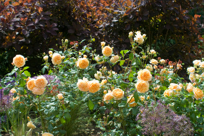 Rose, David Austin, Climbing 'Crown Princess Margareta'