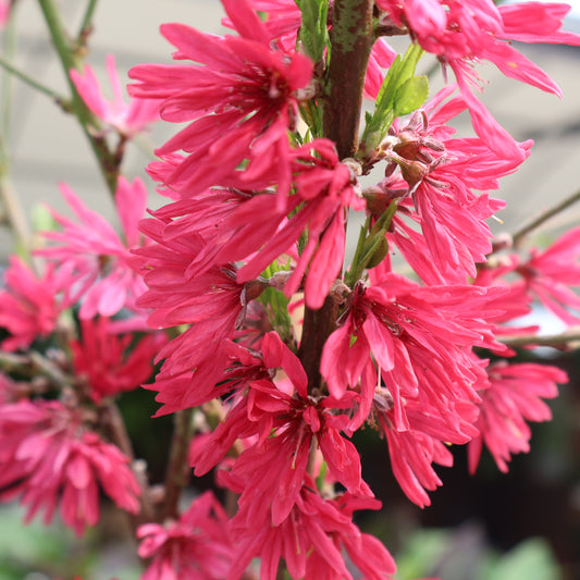 Ornamental Flowering Peach 'Marion Jarvie'