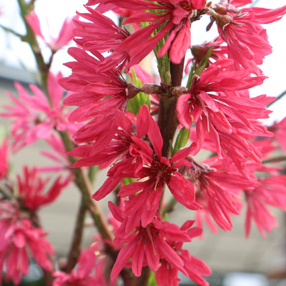 Ornamental Flowering Peach 'Marion Jarvie'