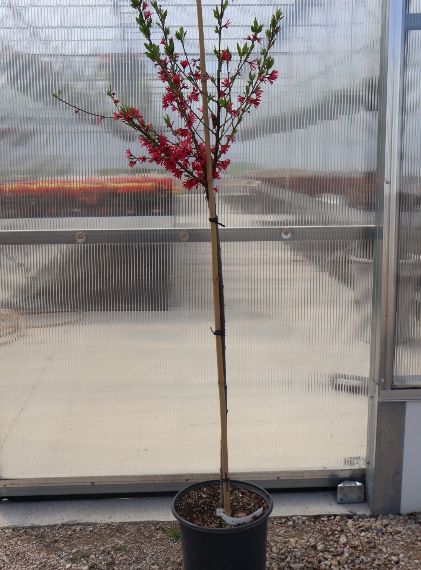 Ornamental Flowering Peach 'Marion Jarvie'