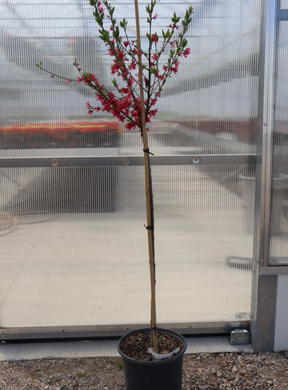 Ornamental Flowering Peach 'Marion Jarvie'