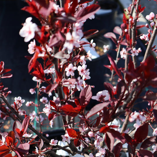 Purple Leaf Sandcherry