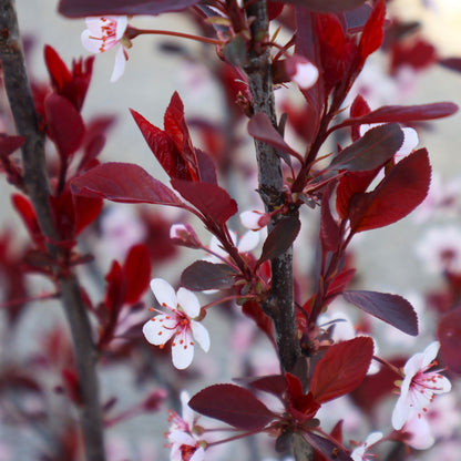 Purple Leaf Sandcherry