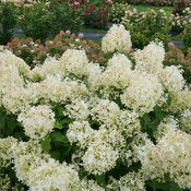 Hydrangea 'Puffer Fish' PW