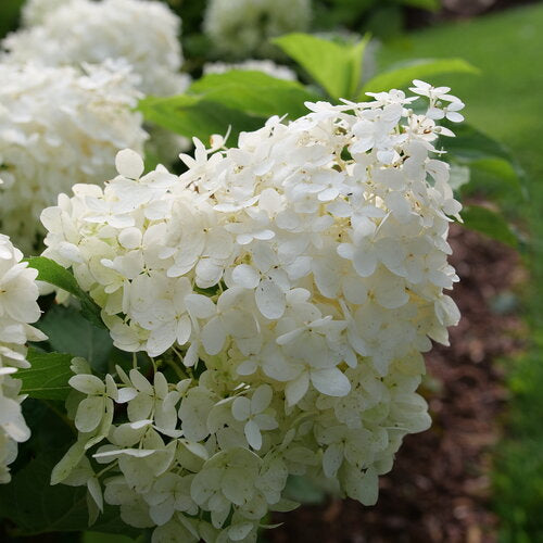 Hydrangea, Pee Gee - Puffer Fish