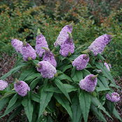 Butterfly Bush 'Pugster Amethyst' PW