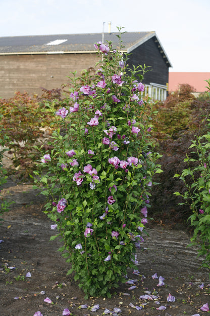 Rose of Sharon 'Purple Pillar' PW