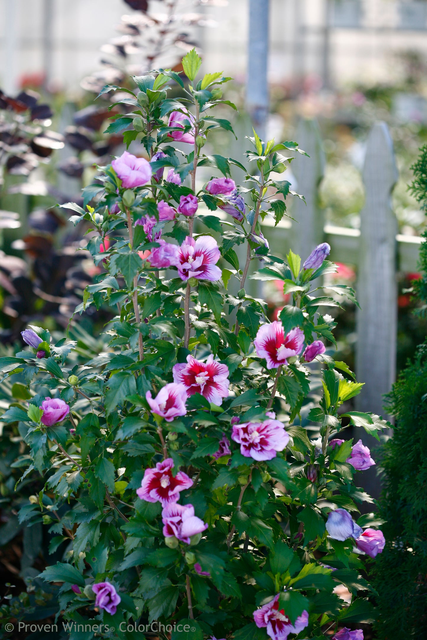 Rose of Sharon 'Purple Pillar' PW