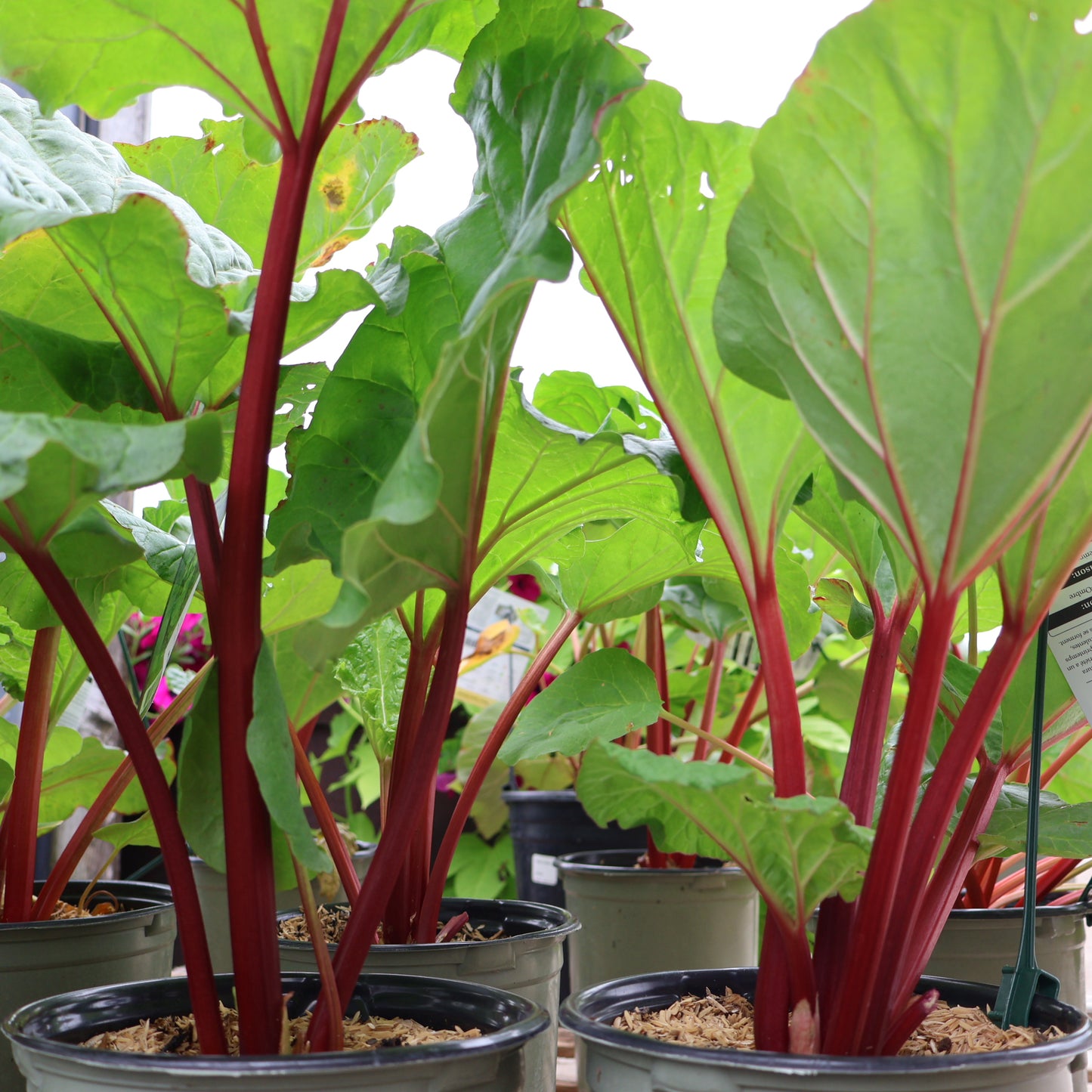 Rhubarb Chipmans Canada Red at Lucan Country Gardens