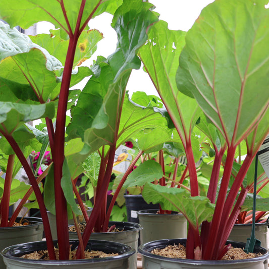 Rhubarb Chipmans Canada Red at Lucan Country Gardens