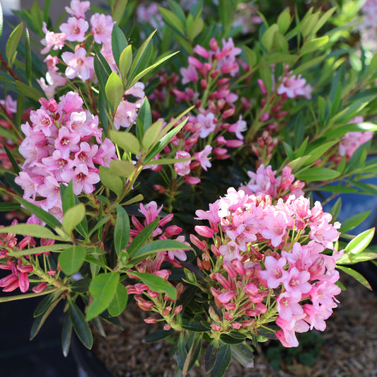 Rhododendron Bloombux Blush