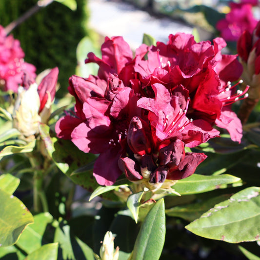 Rhododendron 'Dark Lord'