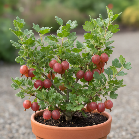 Gooseberry 'Jeanne'