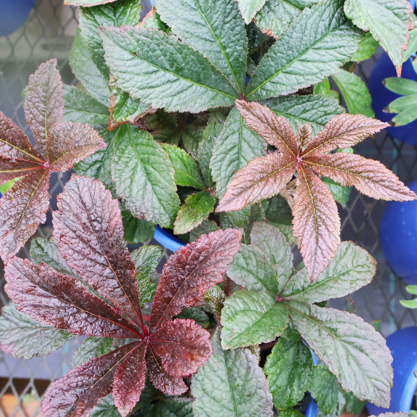 Rodgersia 'Bronze Peacock'