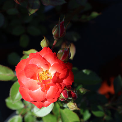 Rose, Shrub 'Always Together'