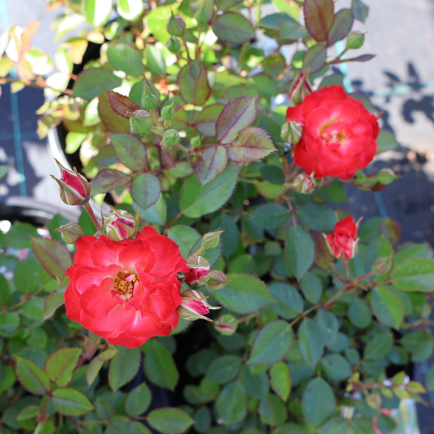 Rose, Shrub 'Always Together'